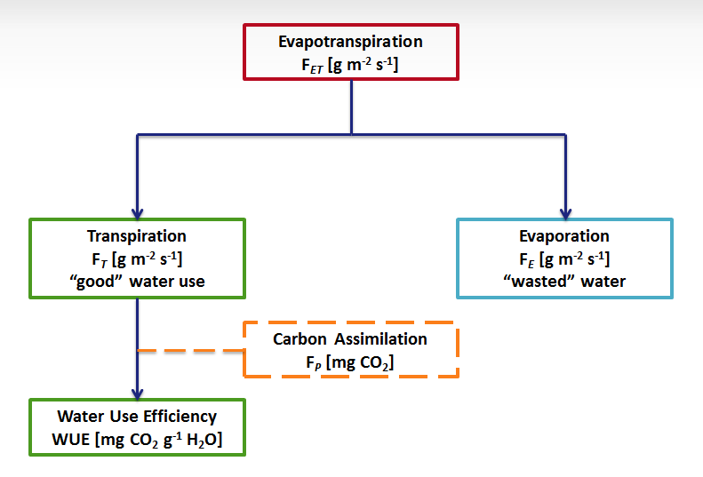 Using Stable Isotopes of Water for Water Use Efficiency in